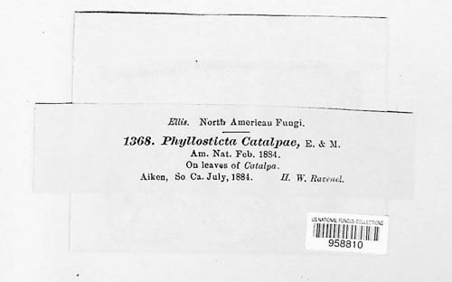 Phyllosticta catalpae image